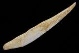 Hybodus Shark Dorsal Spine - Cretaceous #73122-1